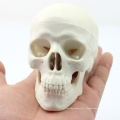 SKULL08 (12334) Modèle de mini crâne avec la valeur artistique, modèle de jeu de main, modèle précis de crâne anatomique pour la science médicale